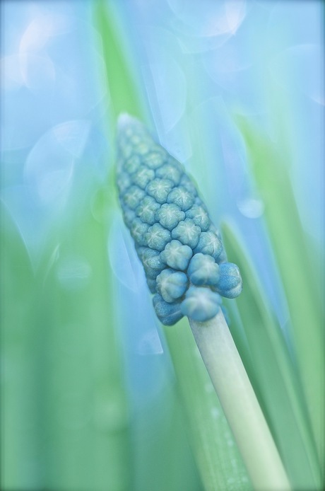 Growing Muscari