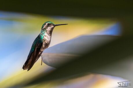 Kolibrie op Curacao