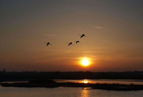 Flamingo's at sunset