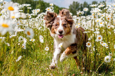 Running through Spring