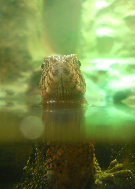Reptiel in water