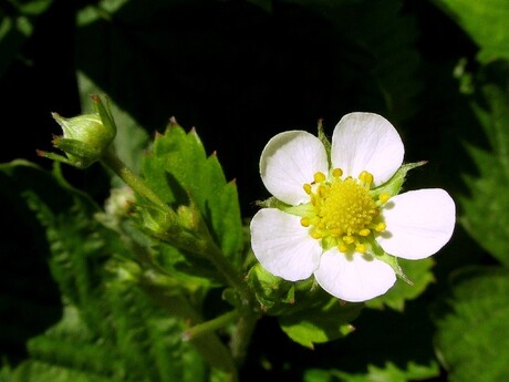 bloem van wilde aardbei