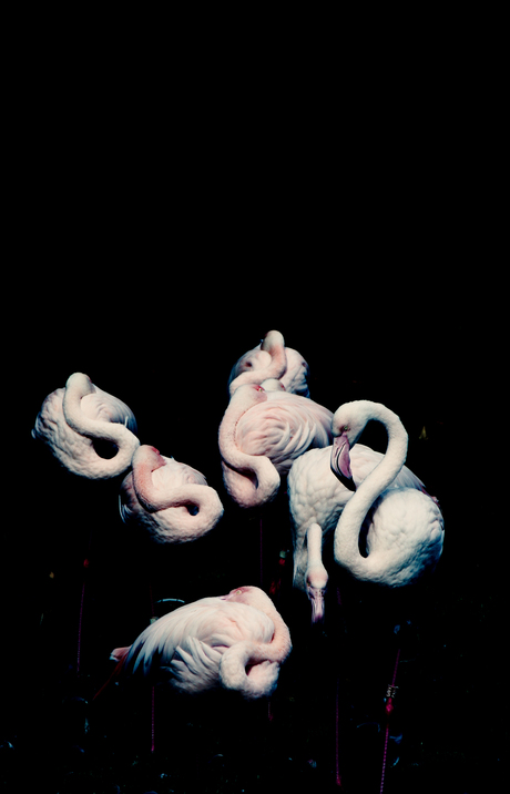 flamingo's