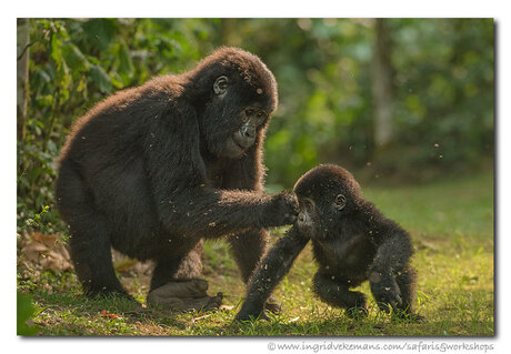 Forest Play