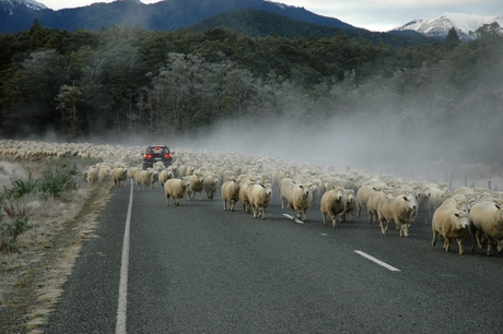 Sheep on the run