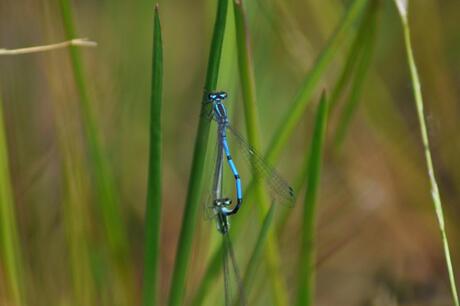 libelle