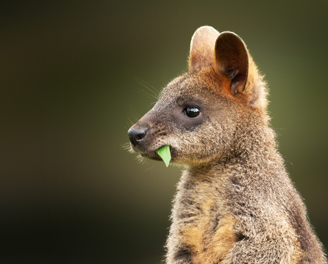 Moeraswallabie