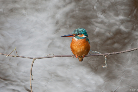 IJsvogel