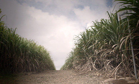 Suikerriet Mauritius