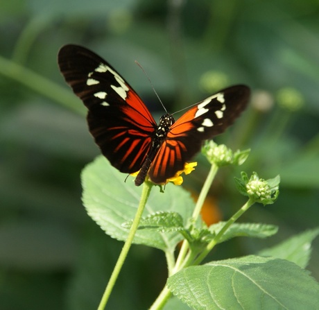 botanische tuin 2011 074