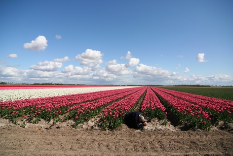 De tulp en de fotograaf