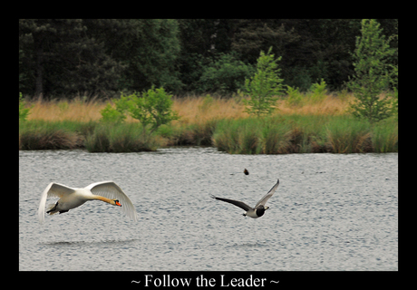 Follow the leader