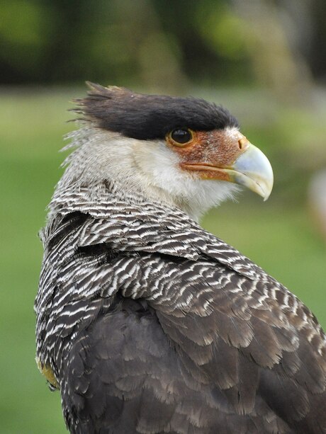 Caracara