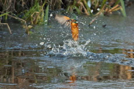 ijsvogel heeft beet