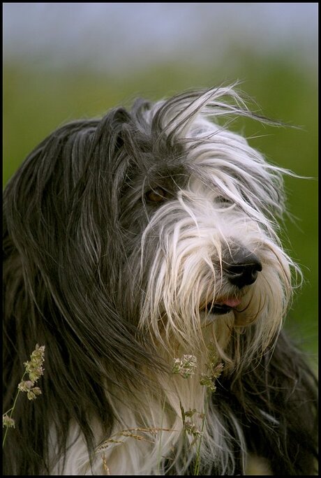 bearded collie