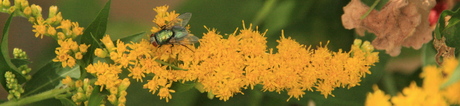 Groene vlieg op gele bloem