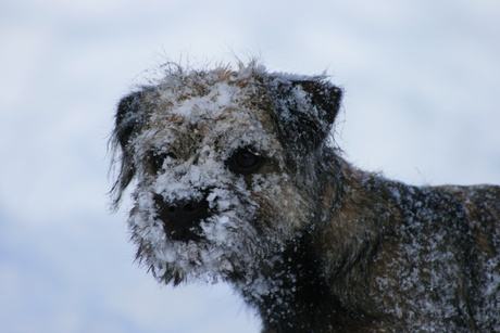 Lizzie in de sneeuw