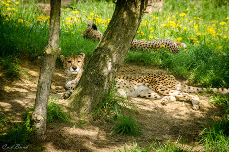 Jachtluipaard - veilig in Zooparc Overloon