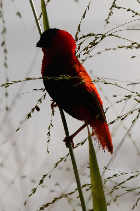 schaduw vogel west Afrika.