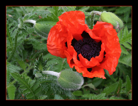 Papaver