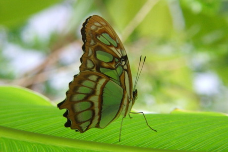 Siproeta stelenes