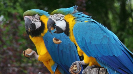 2 papegaaien