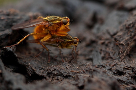 Strontvlieg op koeienvlaai
