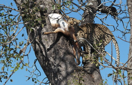 Luipaard met impala.jpg