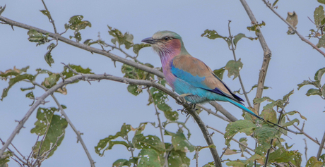 lilac breasted roller - namibie