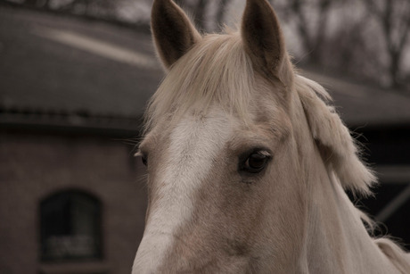 paard