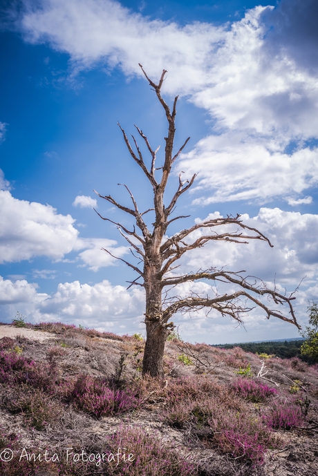 Lonely tree