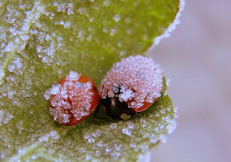 kapoentjes in de winter