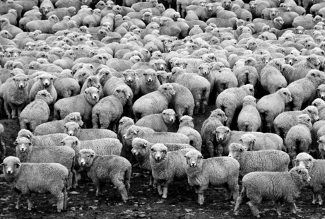 Enorm veel schapen