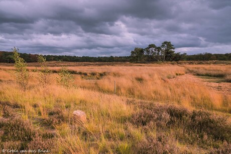 Natuurgebied de Nieuwe Heide 1