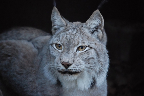 Lynx