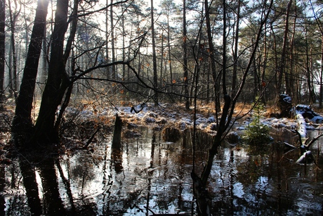 sneeuw in het bos