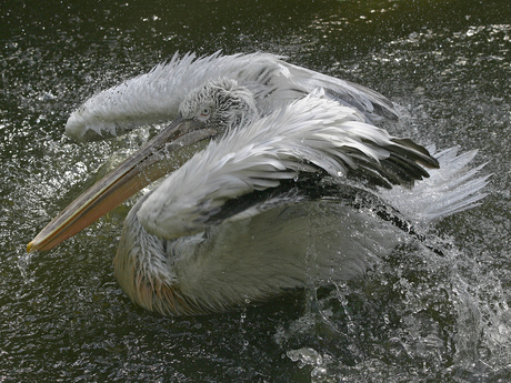 Pelikaan in Blijdorp