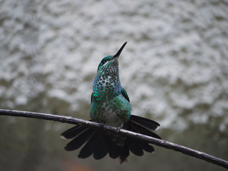 Kolibrie, Costa Rica