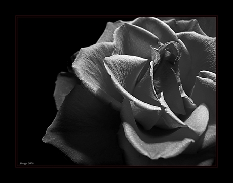 Rose in bw...