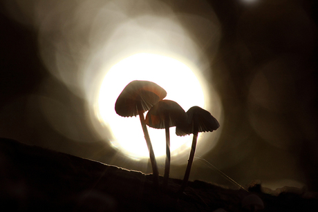 Mushrooms in the sunlight