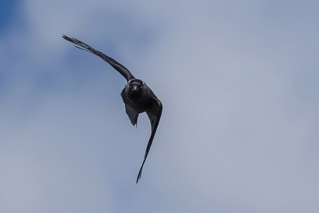 Een kauw in de vlucht