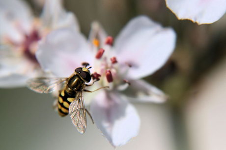 zweefvliegje op bloem