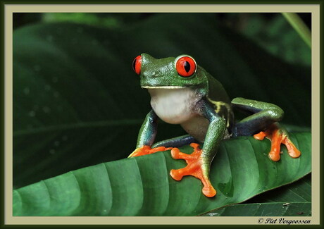 Beauty uit Costa Rica