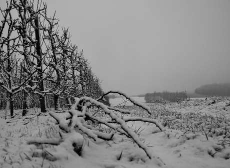 perenboomgaard in de winter