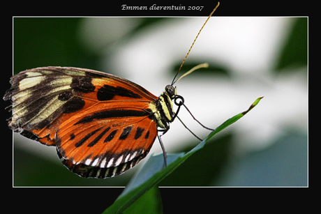 Vlinder: Papillon Heliconius hecale