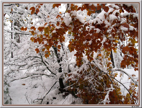 Witte herfstkleuren