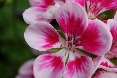 geranium