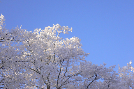 Ijsbomen in de blauwe lucht