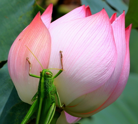 sprinkhaan op lotusbloem