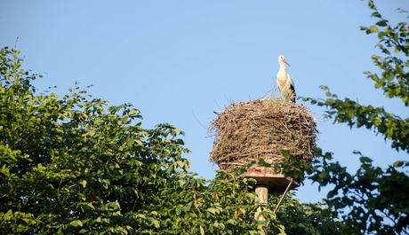 Ooienvaar op nest